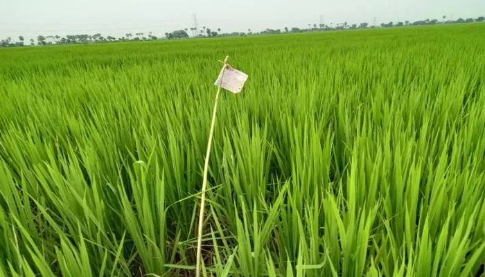 झांसी: कीटों से फसल की सुरक्षा के लिए किसानों को दी गयी जानकारी