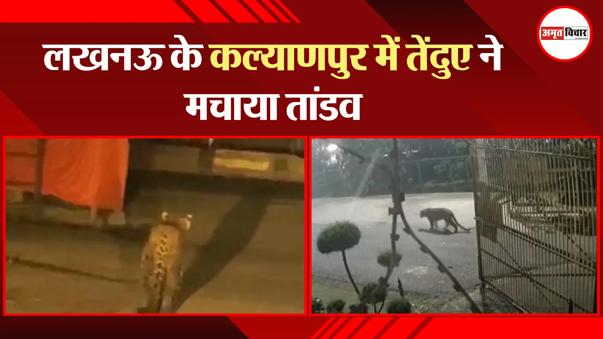 लखनऊ: Lucknow के Kalyanpur में तेंदुए ने मचाया तांडव