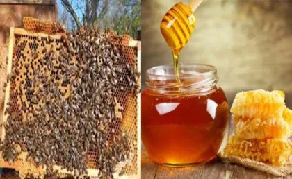 हल्द्वानी: देश भर के शहद नमूनों की जांच होगी ज्योलीकोट में