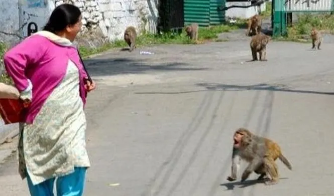 लखीमपुर-खीरी: डीएम साहब, कुछ तो करिए बंदरों से मिल सके निजात