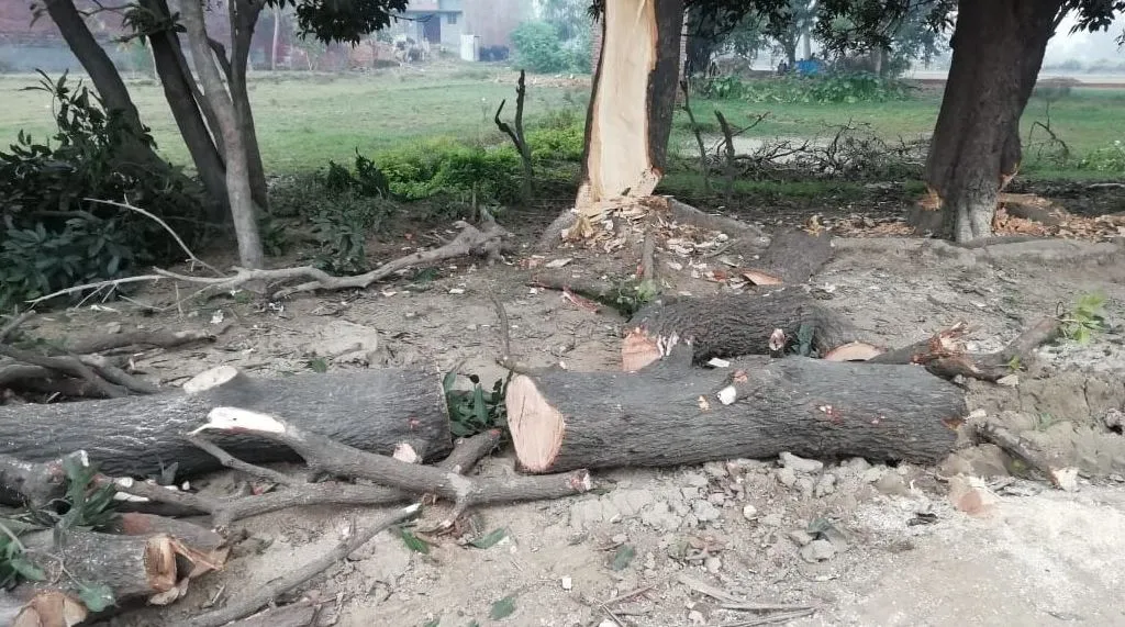 पीलीभीत: चोरी से काटे गए आठ हरे पेड़, लकड़ी बरामद