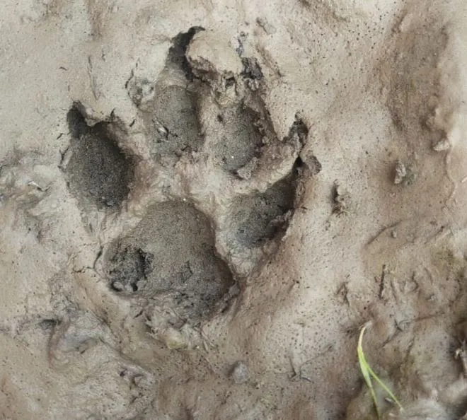 रामपुर: महुआखेड़ा में तेंदुए की आहट से दहशत में ग्रामीण, प्रधान के घर के बाहर मिले तेंदुए के पदचिन्ह