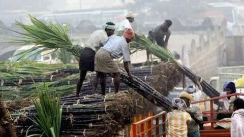 बाजपुर: किसानों ने दी चेतावनी, दो दिन में गन्ने का भुगतान नहीं हुआ तो करेंगे आंदोलन