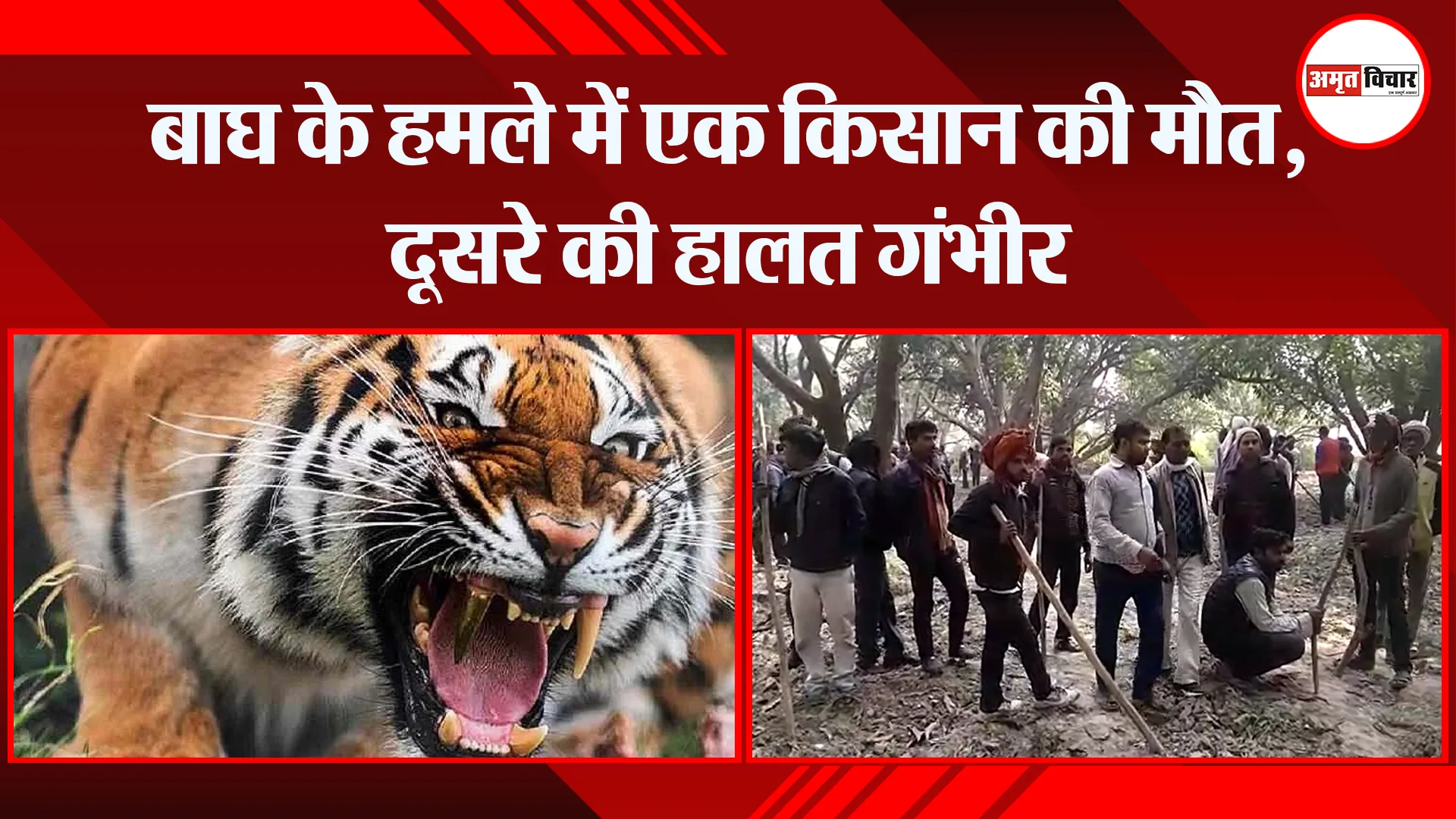उन्नाव: बाघ के हमले में एक किसान की मौत, दूसरे की हालत गंभीर