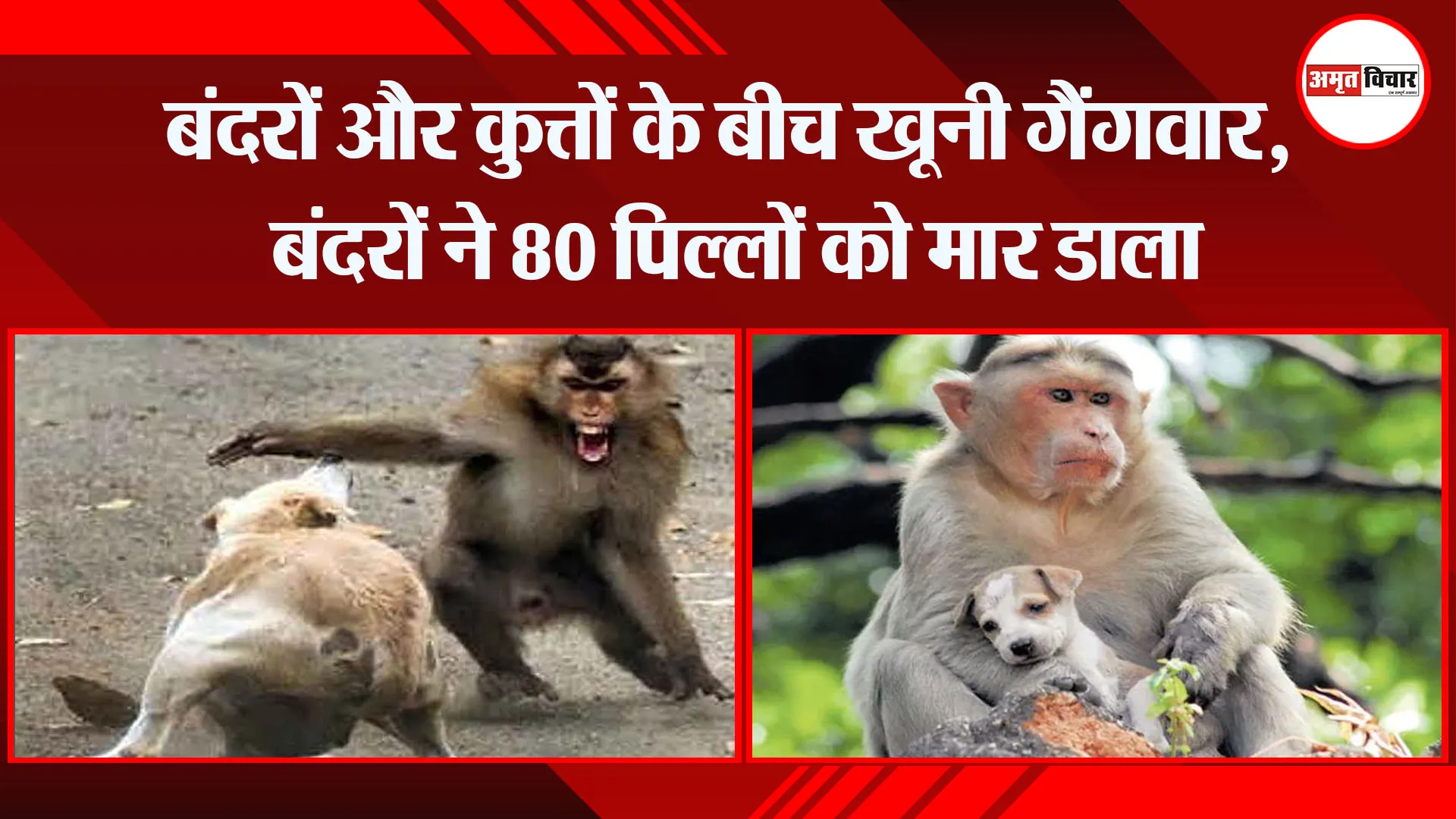 बंदरों और कुत्तों के बीच खूनी गैंगवार, बंदरों ने 80 पिल्लों को मार डाला