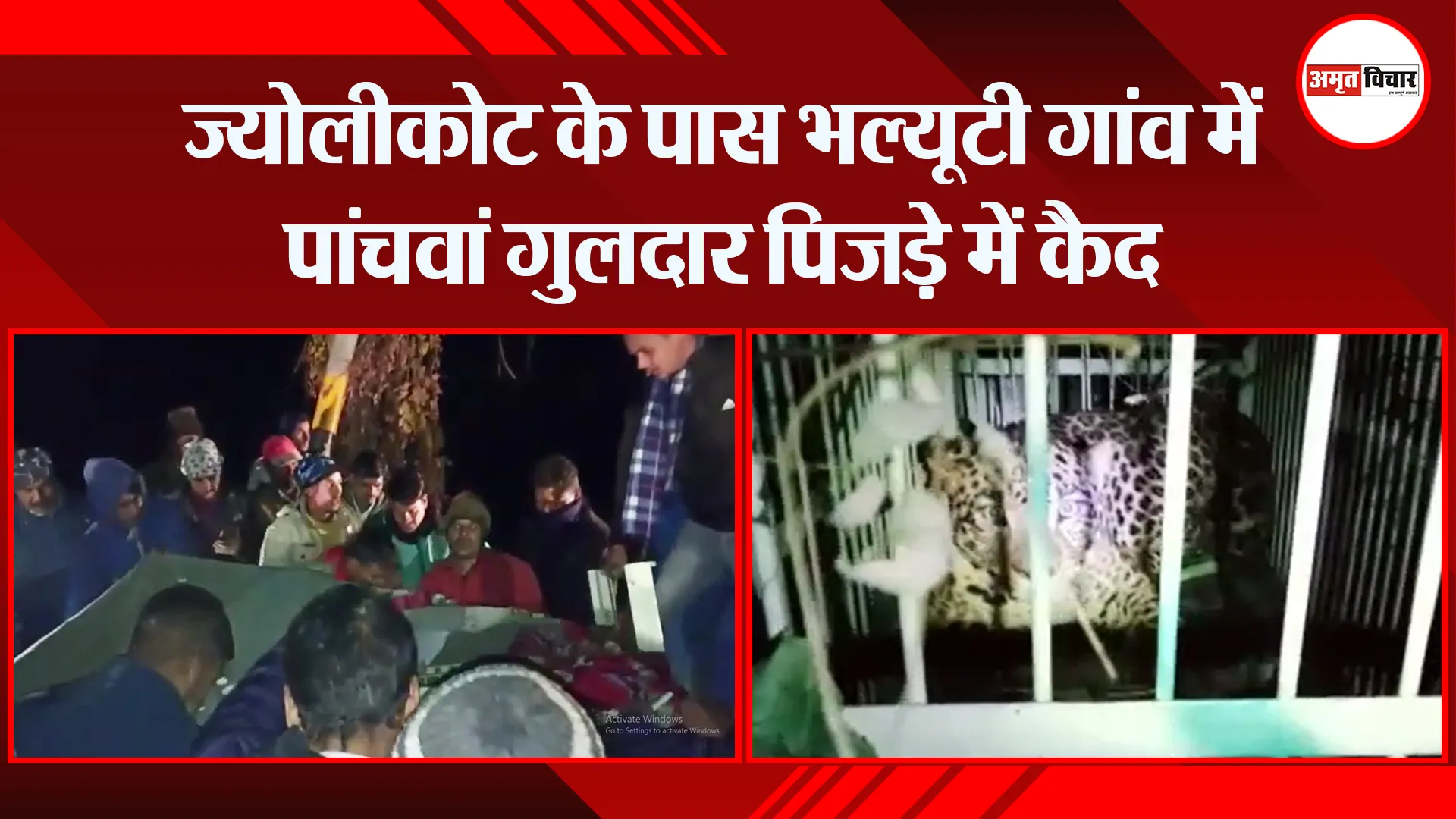 हल्द्वानी: ज्योलीकोट के पास भल्यूटी गांव में पांचवां गुलदार पिजड़े में कैद