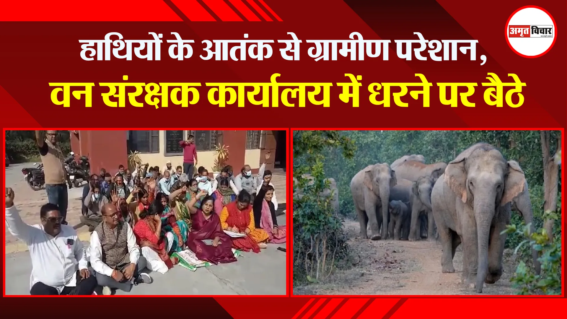 हल्द्वानी: हाथियों के आतंक से ग्रामीण परेशान, वन संरक्षक कार्यालय में धरने पर बैठे