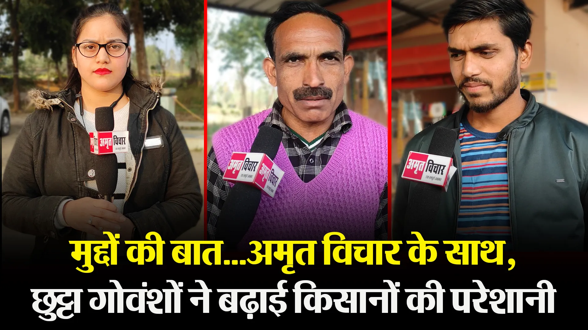 बरेली: मुद्दों की बात…अमृत विचार के साथ, छुट्टा गोवंशों ने बढ़ाई किसानों की परेशानी