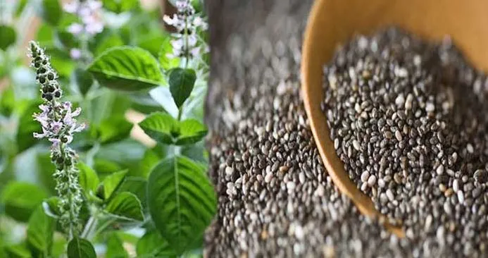 शरीर में बढ़ रही है सूजन तो यूं करें तुलसी के बीज का इस्तेमाल