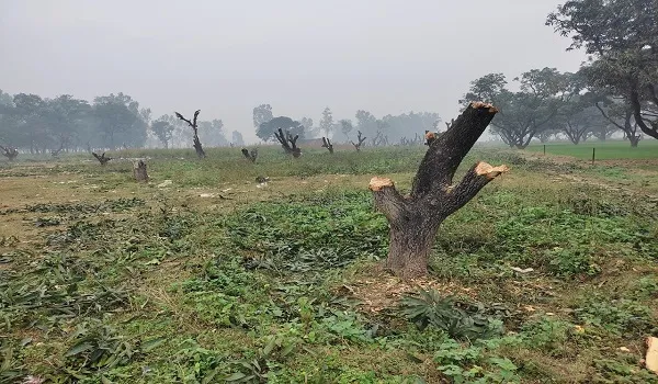 रामपुर : शहर के पास माफिया ने हरियाली पर चलाई कुल्हाड़ी, सोते रहे अफसर