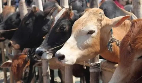 रामपुरः गौवध के 4 आरोपियों की होगी एक करोड़ की संपत्ति कुर्क