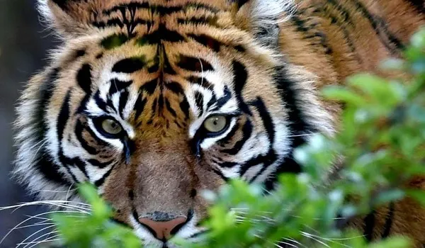 बिजनौर : वनकर्मियों पर बाघ ने किया हमला, वाहन क्षतिग्रस्त