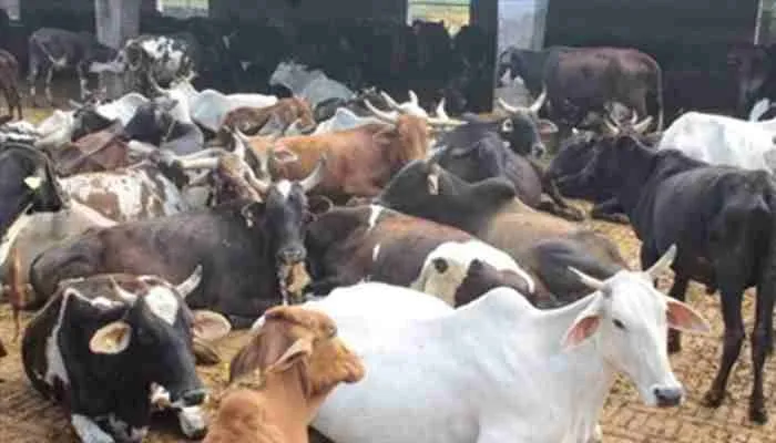 उन्नाव: ठंड व भूख-प्यास से तड़प कर गौशाला में दम तोड़ रहे गोवंश