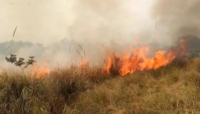 रायबरेलीः गंगा के कटरी में लगी आग, लाखों रुपए के बेशकीमती पौधे जलकर हुए नष्ट
