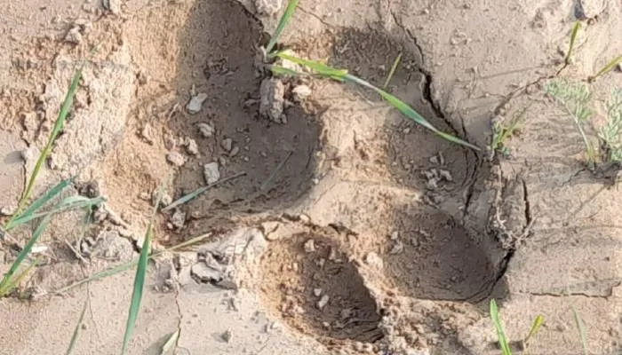 सीतापुर: बाघ व तेंदुए ने एक साथ दी दस्तक, ग्रामीणों में दहशत