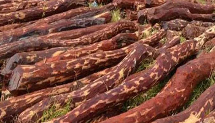 कन्नौज: जब्त की गई चंदन की लकड़ी निकली वैध, नीलामी में खरीद कर लाया था व्यापारी