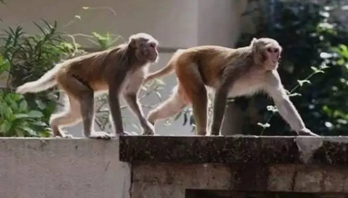 हरदोई: बंदरों के झुंड ने मासूम पर किया हमला, इलाज के दौरान मौत
