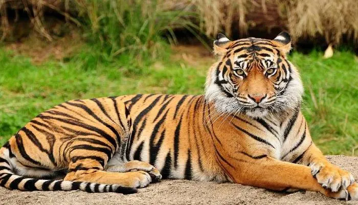 बहराइच: भैंस के झुंड पर बाघ ने किया हमला, दो को बनाया निवाला