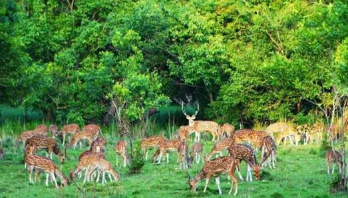बहराइच: जंगल में बढ़ी हलचल तो बाहर आने लगे वन्यजीव, देखें तस्वीर