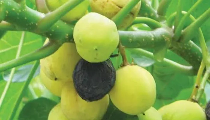 फतेहपुर: जेट्रोफा का फल खाने से प्राथमिक व जूनियर स्कूल के 33 बच्चे बीमार