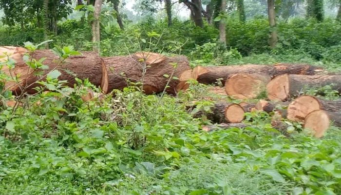 बहराइच: ग्रामीण ने जंगल से काटा शीशम का पेड़, वन विभाग ने किया सीज