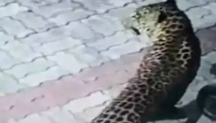 लखनऊ: छठें दिन भी वन विभाग की आंख से ओझल रहा तेंदुआ, मोहल्ला-मोहल्ला गश्त कर रही टीम