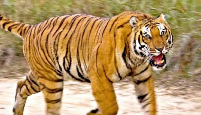 बहराइच: कुएं में गिरकर बाघिन की मौत, डीएफओ समेत अन्य अधिकारी पहुंचे