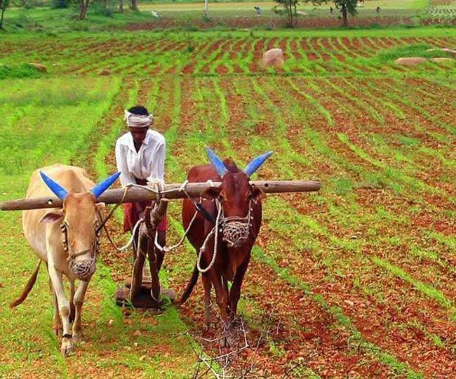 बरेली: सब्जी उत्पादन ही नहीं खेतों में बनेगी बिजली, किसान होंगे लाभान्वित