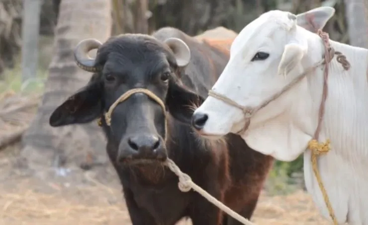 पीलीभीत में जानवरों की हो रही रहस्यमयी मौत, IVRI भेजे गए सैंपल की रिपोर्ट का इंतजार