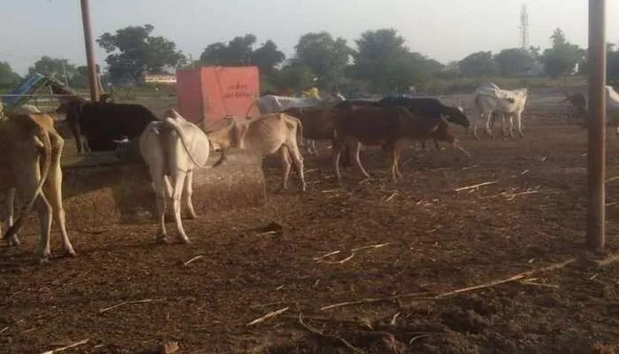 लखनऊ: छुट्टा गोवंश की देखभाल के लिए 25 करोड़ हुए स्वीकृत