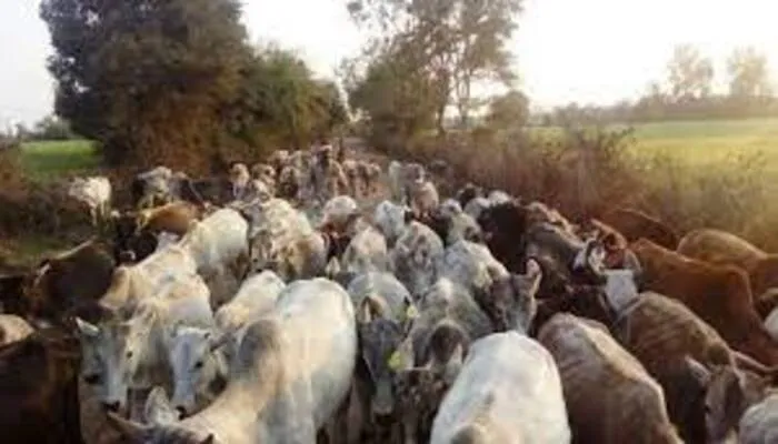 हरदोई: क्षेत्र में बनी गौशालाओं में हो रही खानापूर्ति, सर्दी में खुले ठिठुर रहे बेजुबान