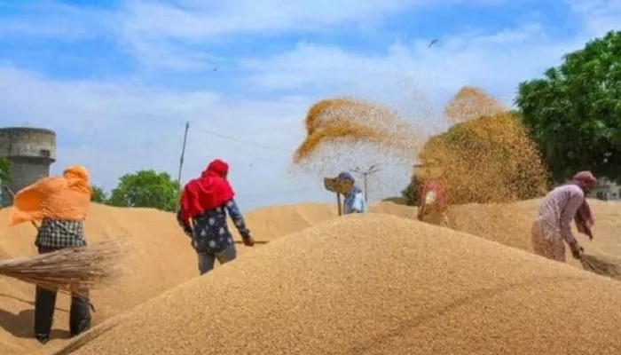 लखनऊ: किसानों से 21.954 लाख मीट्रिक टन धान खरीद