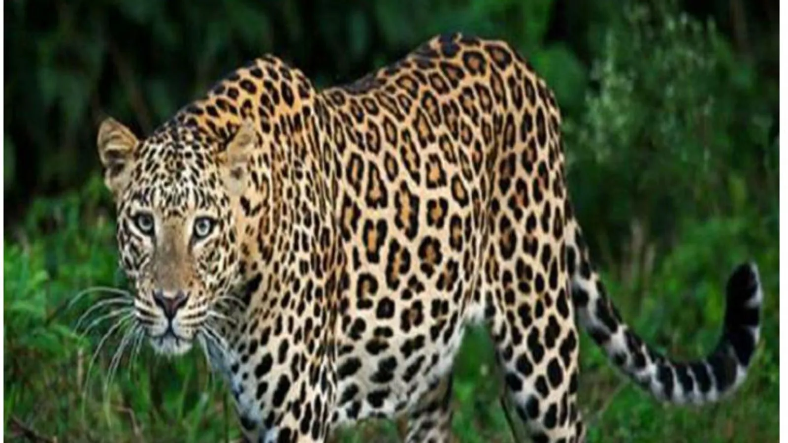 इंदौर के चिड़ियाघर से ‘मादा’ तेंदुआ शावक गायब, 6 दिन बाद ‘नर’ तेंदुआ शावक पकड़ा गया