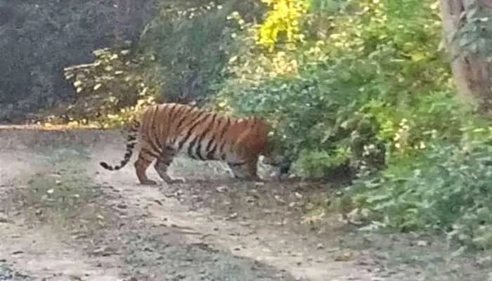 टाइगर रिजर्व में भ्रमण के लिए आने वाले पर्यटक बाघ और तेंदुए देख हो रहे रोमांचित, देखें…