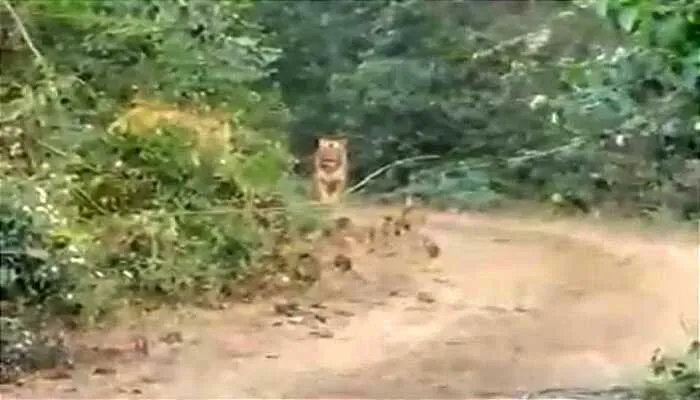 बहराइच: गेरुआ नदी के निकट मार्ग पर चहलकदमी करता दिखा शेर, मोबाइल में कैद चित्र