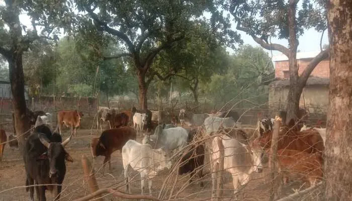 बेसहारा मवेशियों के लिए शहजादपुर गांव के किसानों ने किया चंदा इकट्ठा