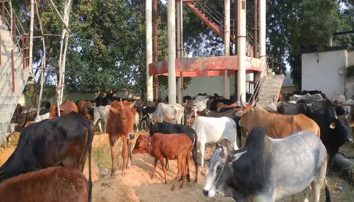 रायबरेली: किसानों ने पानी की टंकी की बाउंड्री में मवेशियों को किया बंद