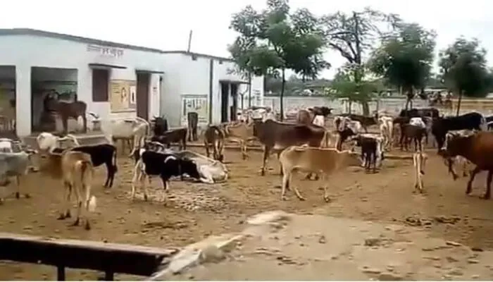 रायबरेली: ग्रामीणों ने प्राथमिक स्कूल में बंद किए मवेशी, फसल चौपट होने से परेशान हुए किसान