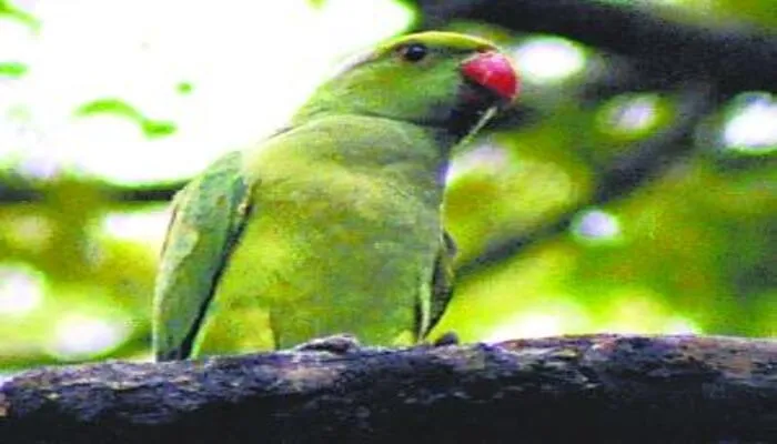 देवरिया: परिवार के सदस्य की तरह पक्षियों की देखभाल करता हैं ये बैंककर्मी, जानें