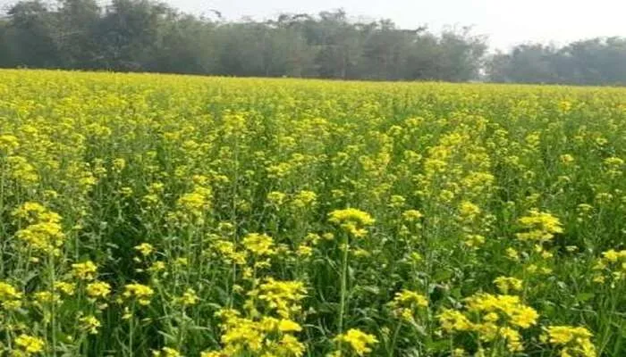 यूपी में बढ़ा सरसों की बुआई का रकबा, जानें