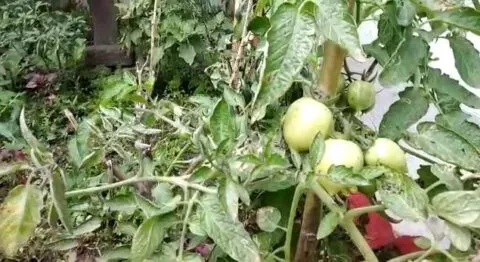 हल्द्वानी: बारिश, पाला और अब कोहरे से फसलों पर फफूंद की मार