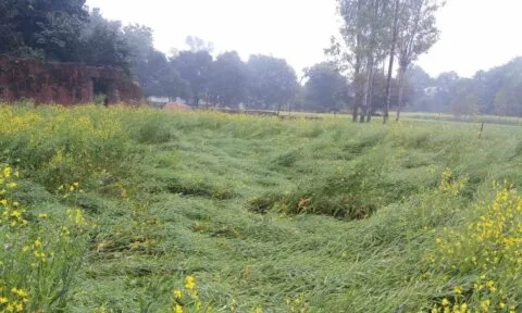 खटीमा: लगातार हो रही बारिश से सब्जी और फसलों को नुकसान