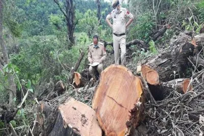 शांतिपुरी: राजस्व विभाग की जमीन पर लगे पांच सौ से अधिक पेड़ काटे