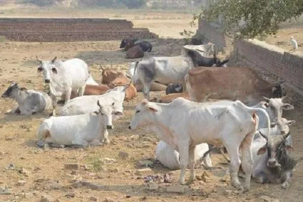 बरेली: बजट के अभाव में लटका शाही कान्हा गोशाला का काम
