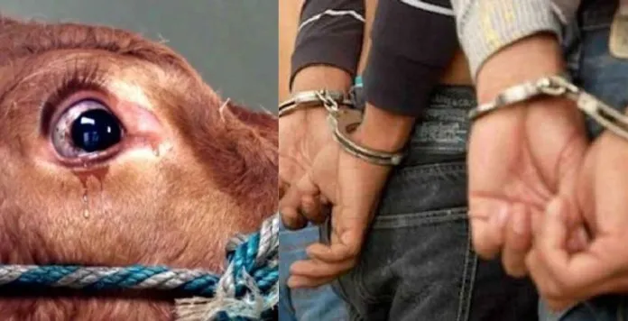 रुद्रपुर: पुलिस जल्द ही बेनकाब करेगी पशु हत्यारों के चेहरे