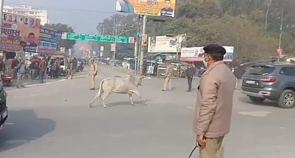 बरेली: गृहमंत्री के काफिले के आगे दौड़ी गाय, मची अफरा-तफरी