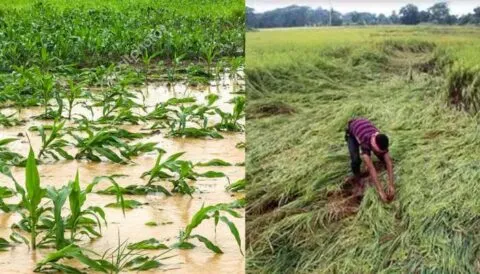 जसपुर: बारिश से फसल बर्बाद, किसानों ने मुआवजा मांगा