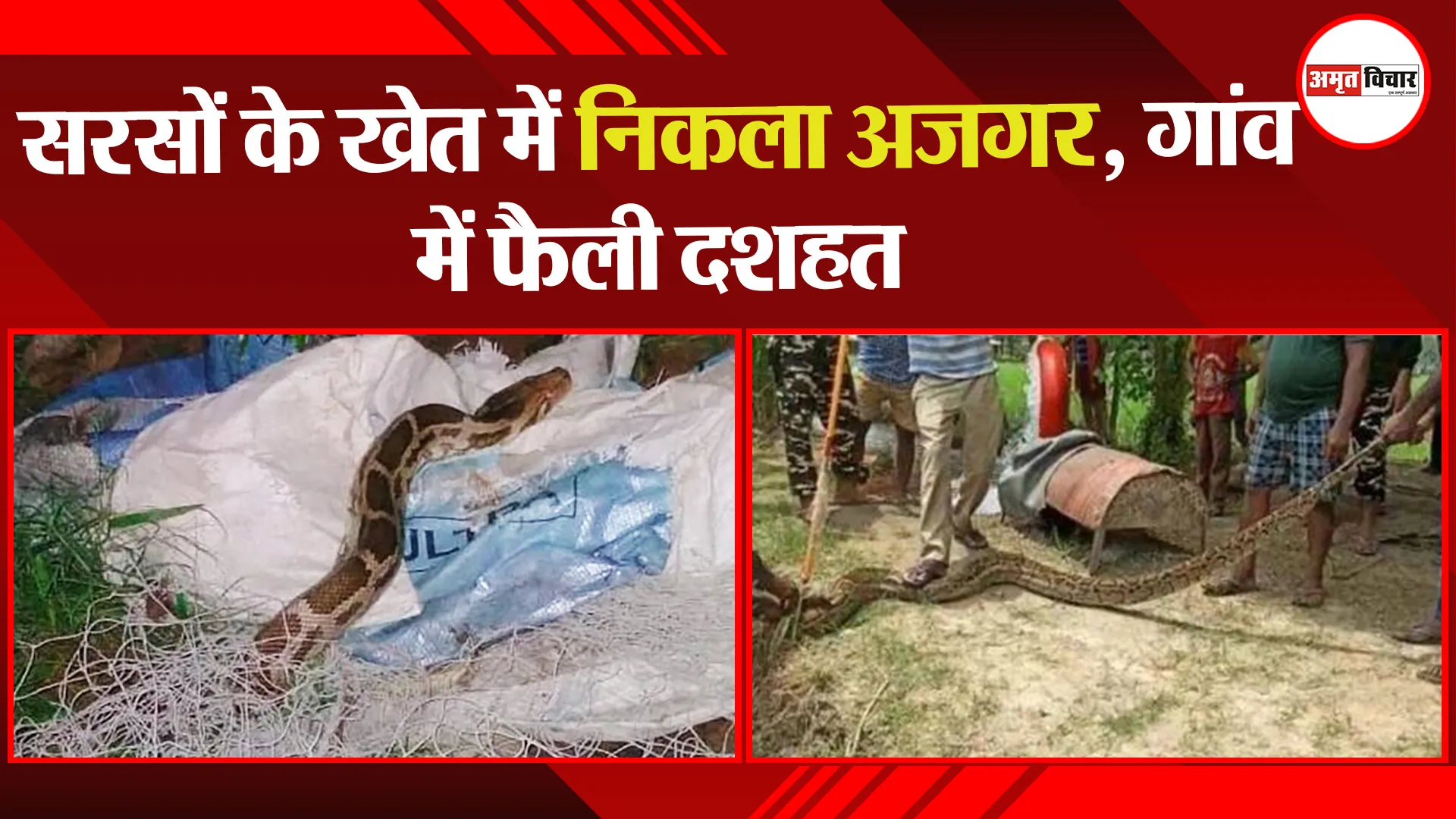 ग्वालियर: सरसों के खेत में निकला अजगर, गांव में फैली दशहत