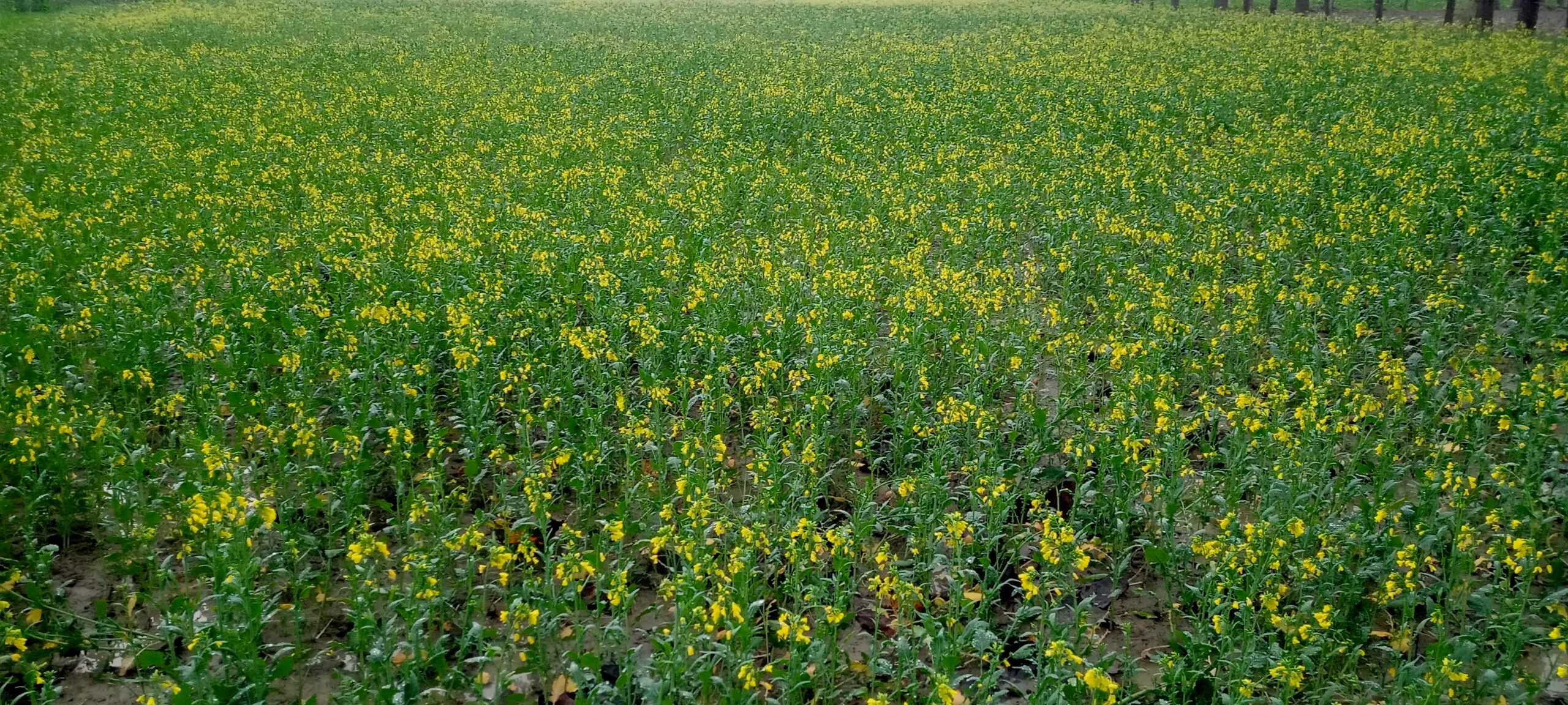 बरेली: सरसों और गेहूं के लिए बारिश बनी अमृत