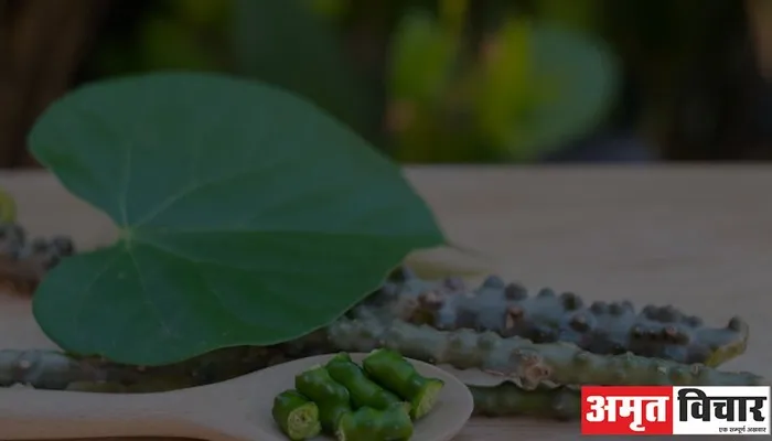 Health Update: क्या आप भी करते हैं गिलोय का सेवन, हो जाएं सावधान, फायदे के साथ हो सकते हैं ये नुकसान…